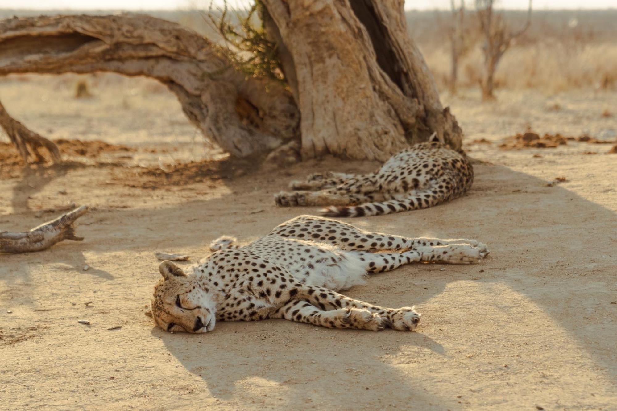 Last Word Madikwe Madikwe Game Reserve Εξωτερικό φωτογραφία
